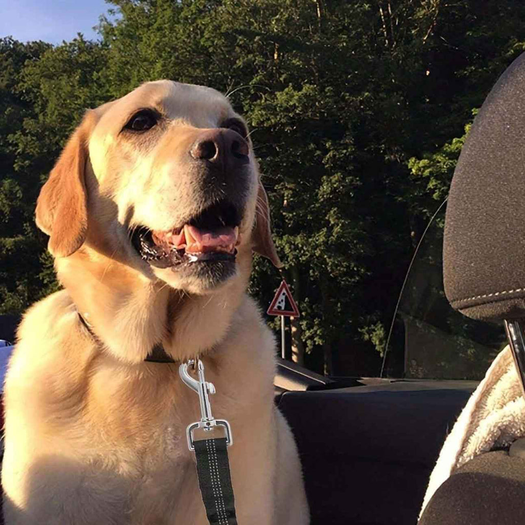 Pas bezpieczeństwa dla psa do samochodu